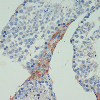 Immunohistochemistry of paraffin-embedded mouse testis using KIF5B antibody  at dilution of 1:200 