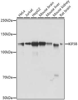 Western blot analysis of extracts of various cell lines, using KIF5B antibody  at 1:1000 dilution