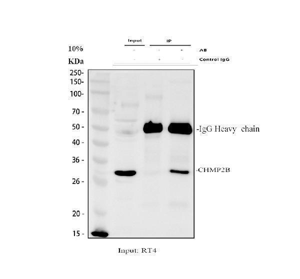 a01935 1 chmp2b primary antibodies ip testing 1