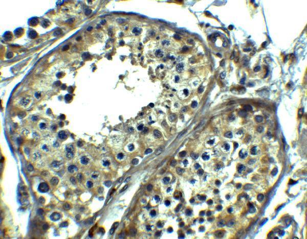 Immunohistochemistry of SRPK1 in human testis tissue with SRPK1 antibody at 5 μg/ml