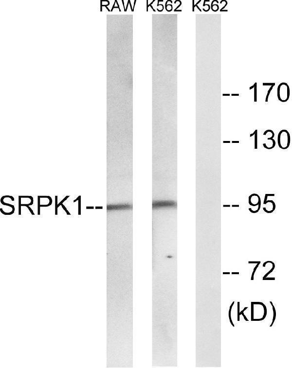 a01937 srpk1 primary antibodies wb testing 1