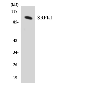 a01937 srpk1 primary antibodies wb testing 2