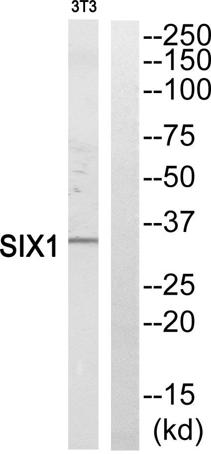 a01938 six1 primary antibodies wb testing 2