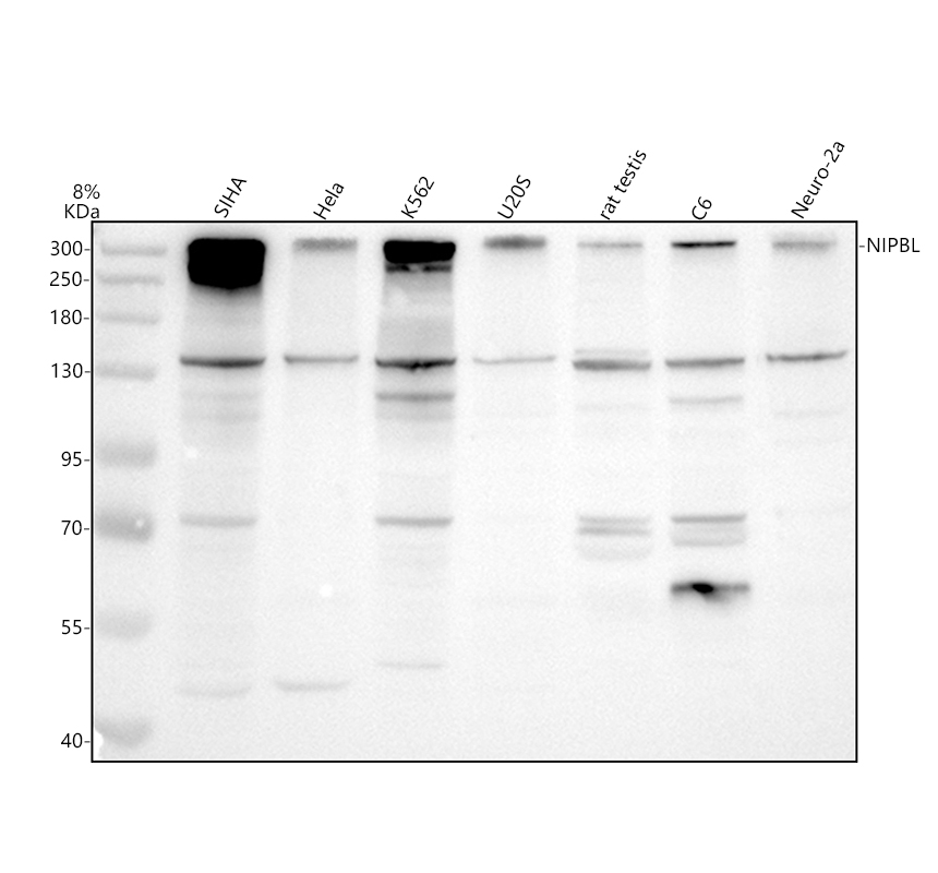 a01939 1 nipbl primary antibodies wb testing 1