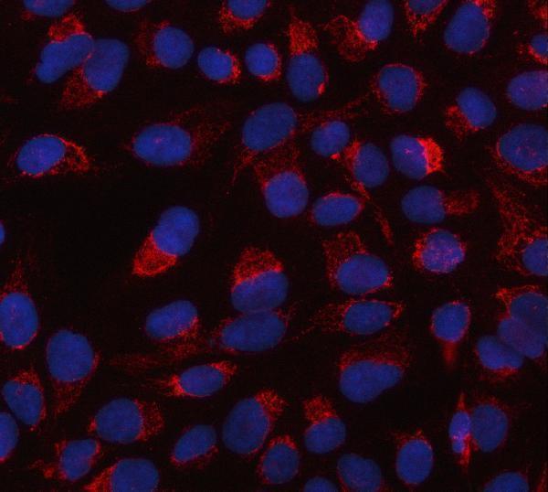 a01941 3 htra2 primary antibodies if testing 4