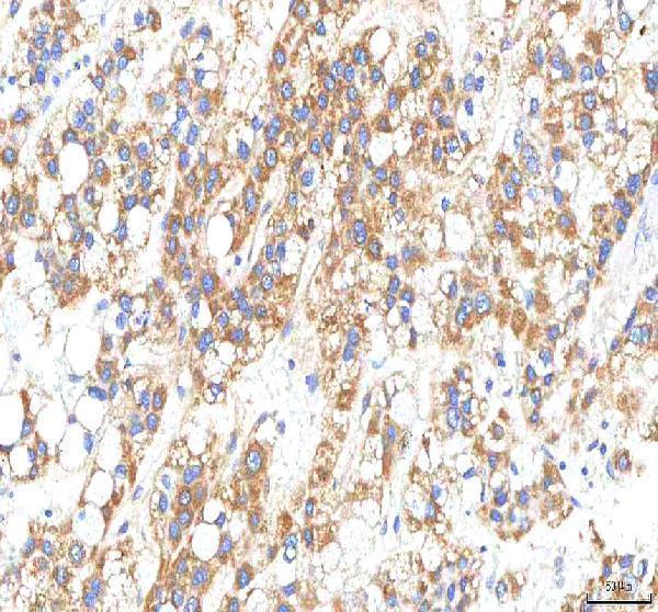  IHC analysis of HTRA2 using anti-HTRA2 antibody (A01941-3)