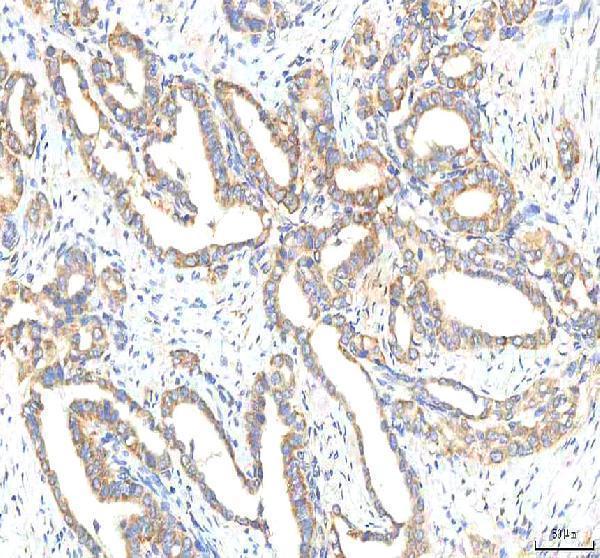  IHC analysis of HTRA2 using anti-HTRA2 antibody (A01941-3)