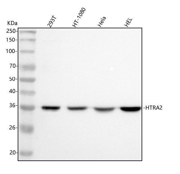  Western blot analysis of HTRA2 using anti-HTRA2 antibody (A01941-3)