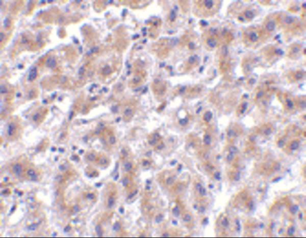 Immunohistochemistry of OMI in human liver tissue with OMI antibody at 2 μg/mL