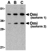 Western blot analysis of OMI in U937 lysate with Omi antibody at (A) 0