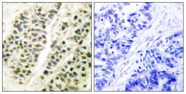 a01946 1 polb primary antibodies ihc testing 1