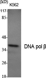 a01946 1 polb primary antibodies wb testing 2