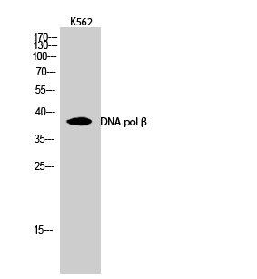 a01946 1 polb primary antibodies wb testing 3