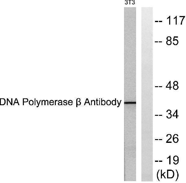 a01946 1 polb primary antibodies wb testing 4