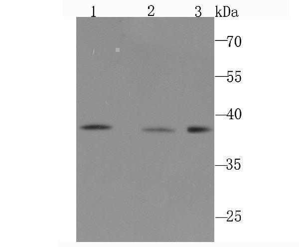 Western blot analysis of DNA Polymerase beta on different cell lysate using anti-DNA Polymerase beta antibody at 1/1,000 dilution