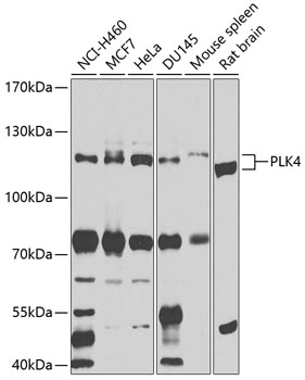 Western blot analysis of extracts of various cell lines, using PLK4 antibody  at 1:1000 dilution