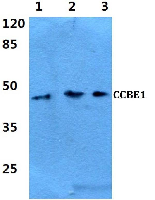 a01950 ccbe1 primary antiboties wb testing 1