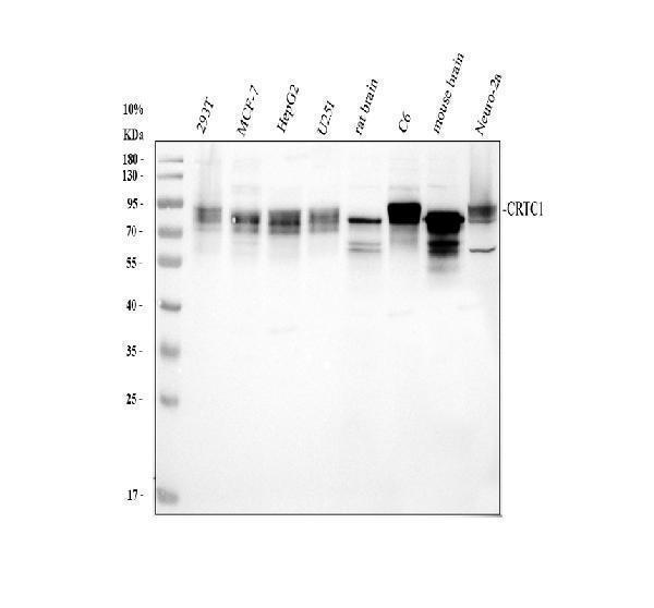 a01951 2 crtc1 primary antibodies wb testing 1_1