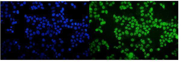 a01951 3 crtc1 primary antibodies if testing 6