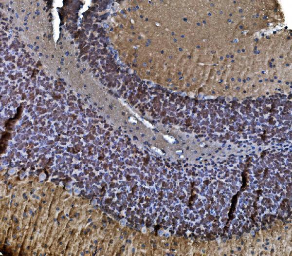  IHC analysis of TORC1/CRTC1 using anti-TORC1/CRTC1 antibody (A01951-3)