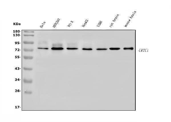  Western blot analysis of TORC1/CRTC1 using anti-TORC1/CRTC1 antibody (A01951-3)