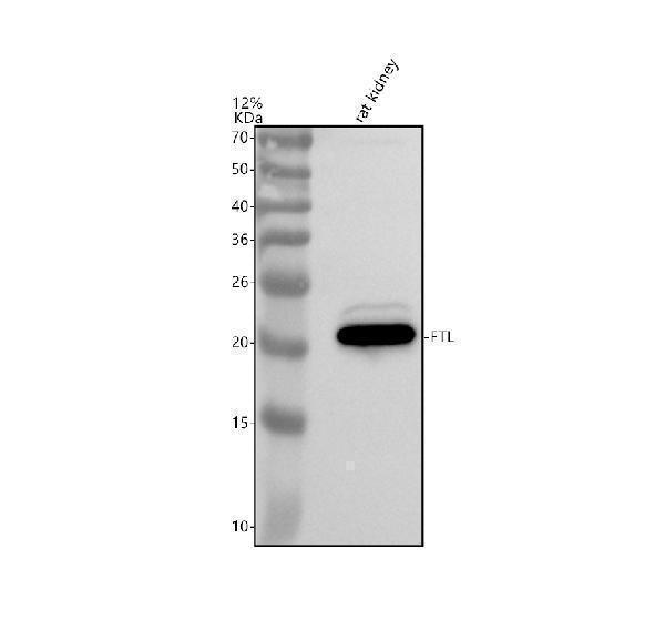 Western blot analysis of Ferritin light chain/FTL using anti-Ferritin light chain/FTL antibody (A01956-1)