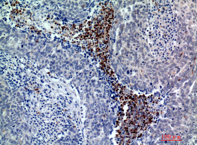 a01957 batf3 primary antibodies ihc testing 1