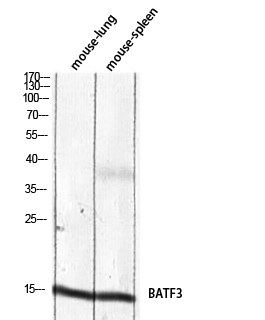 a01957 batf3 primary antibodies wb testing 2