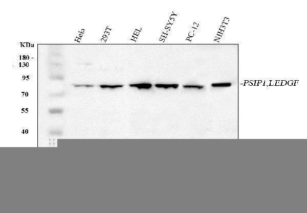  Western blot analysis of PSIP1 using anti-PSIP1 antibody (A01960-2)