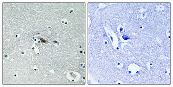 a01961s14 stx1a primary antibodies ihc testing 3