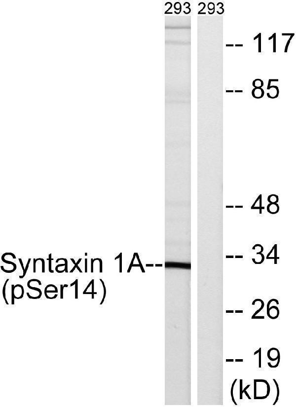 a01961s14 stx1a primary antibodies wb testing 2
