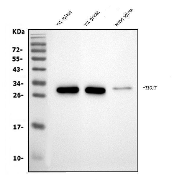 a01962 1 tigit primary antibodies wb testing 1