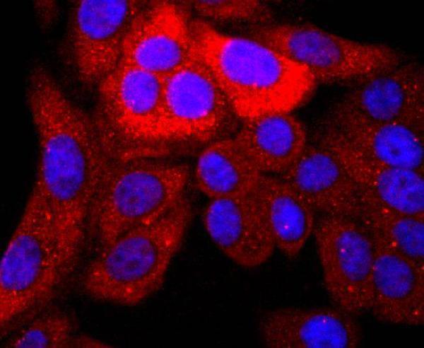 ICC staining S100P in HepG2 cells (red)
