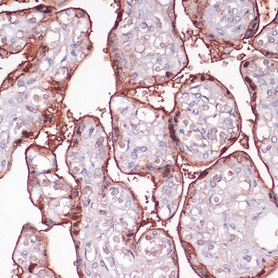 Immunohistochemistry of paraffin-embedded human placenta using S100P antibody  at dilution of 1:100 