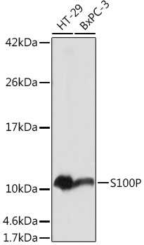 Western blot analysis of extracts of various cell lines, using S100P antibody  at 1:1000 dilution