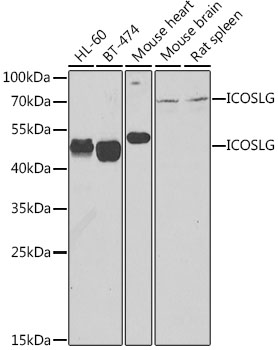Western blot analysis of extracts of various cell lines, using ICOSL antibody  at 1:500 dilution
