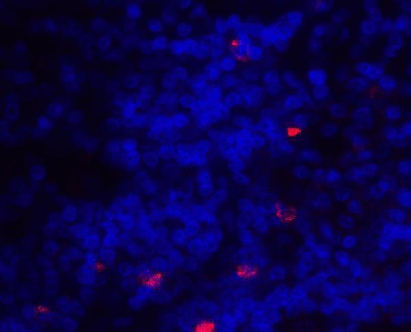 Immunofluorescence of ICOSLG in human lymph node tissue with ICOSLG antibody at 20 μg/ml
