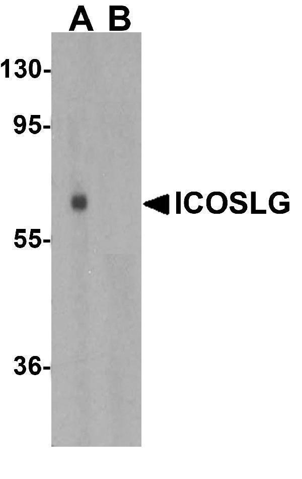 Western blot analysis of ICOSLG in human lymph node tissue lysate with ICOSLG antibody at 1 μg/mL in (A) the absence and (B) the presence of blocking peptide