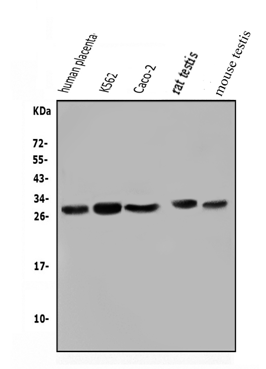 a01966 2 lin28a primary antibodies wb testing 1
