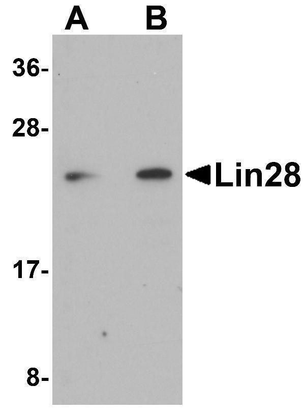 a01966 lin28a primary antibodies wb testing 1