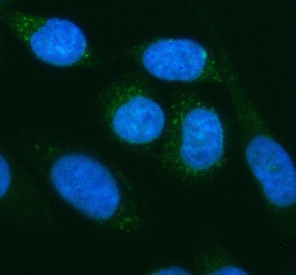a01967 2 mfsd2a primary antibodies if testing 2