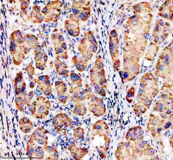 a01967 2 mfsd2a primary antibodies ihc testing 1