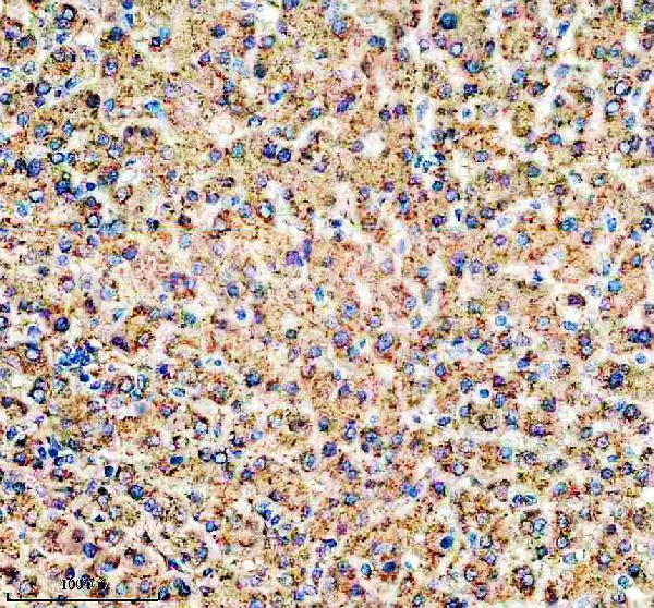 a01967 2 mfsd2a primary antibodies ihc testing 2