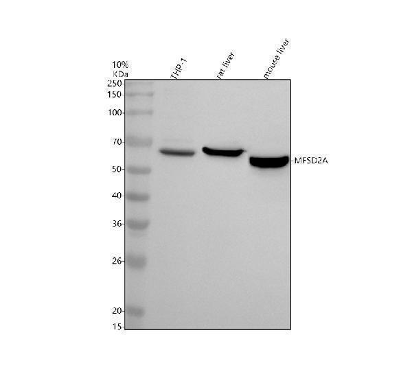 a01967 2 mfsd2a primary antibodies wb testing 1