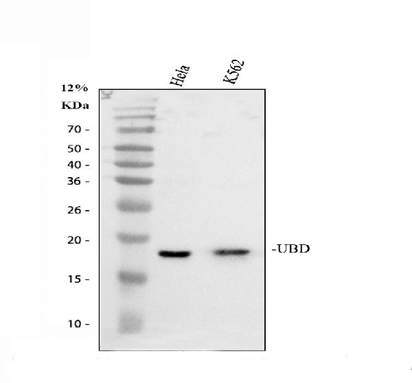 a01970 1 ubd primary antibodies wb testing 1_1