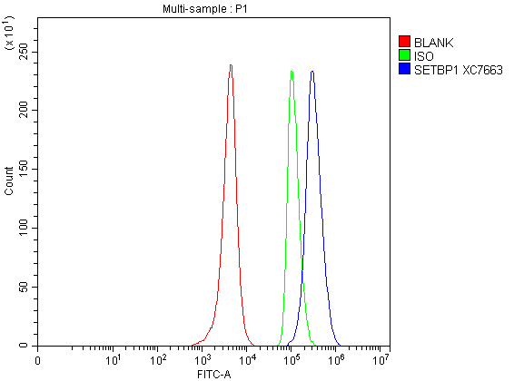 Flow Cytometry analysis of SH-SY5Y cells using anti-SETBP1 antibody (A01971-2)