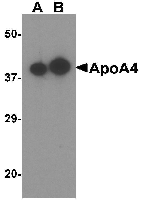 a01973 apoa4 primary antibodies wb testing 1