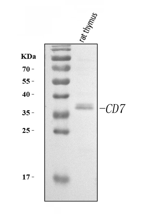  Western blot analysis of Cd7 using anti-Cd7 antibody (A01974-3)
