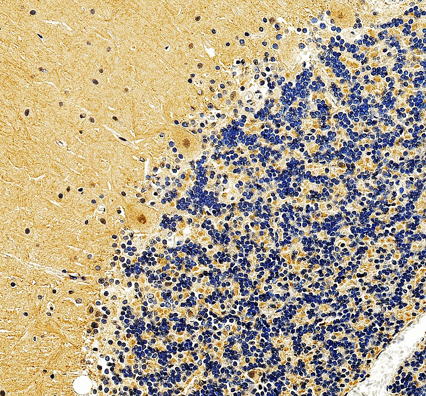 a01977 2 ldb1 primary antibodies ihc testing 2