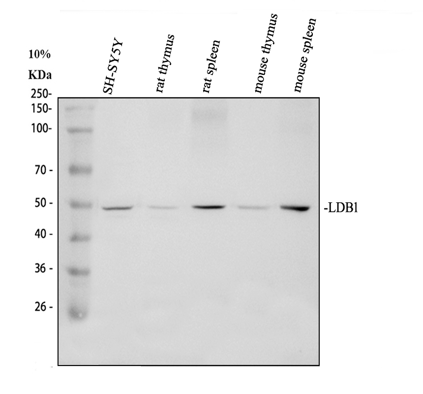 a01977 2 ldb1 primary antibodies wb testing 1